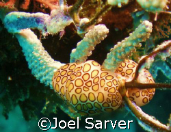 flamingo tongues-
Treasure Cay- Abacos, Bahamas by Joel Sarver 